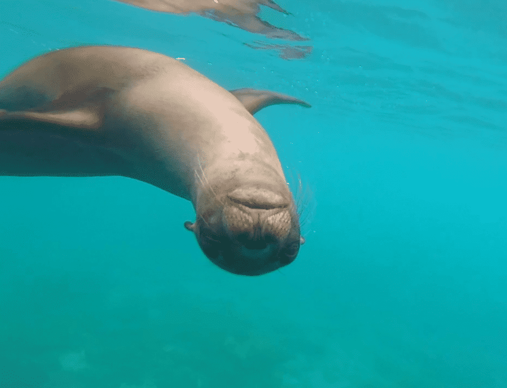 Galápagos sea lion #thatonetimewhen