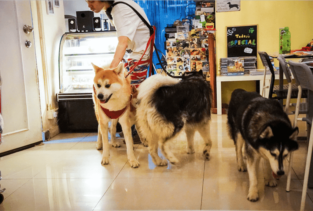 Hong Kong Dog Cafe - A Unique Experience At On Dog Dog Cafe!