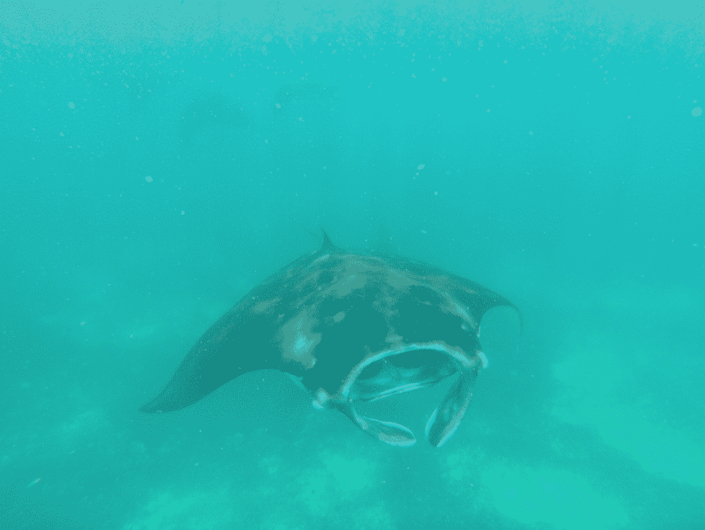 where to dive with manta rays - Komodo Islands Manta Ray Dive