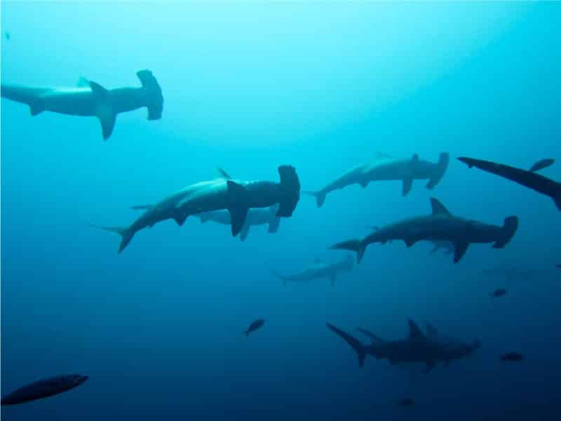 Best Dive Sites in the World