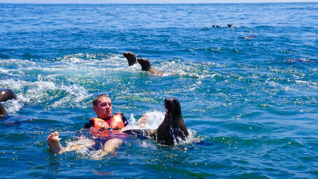 Swimming with Sea Lions in Lima 