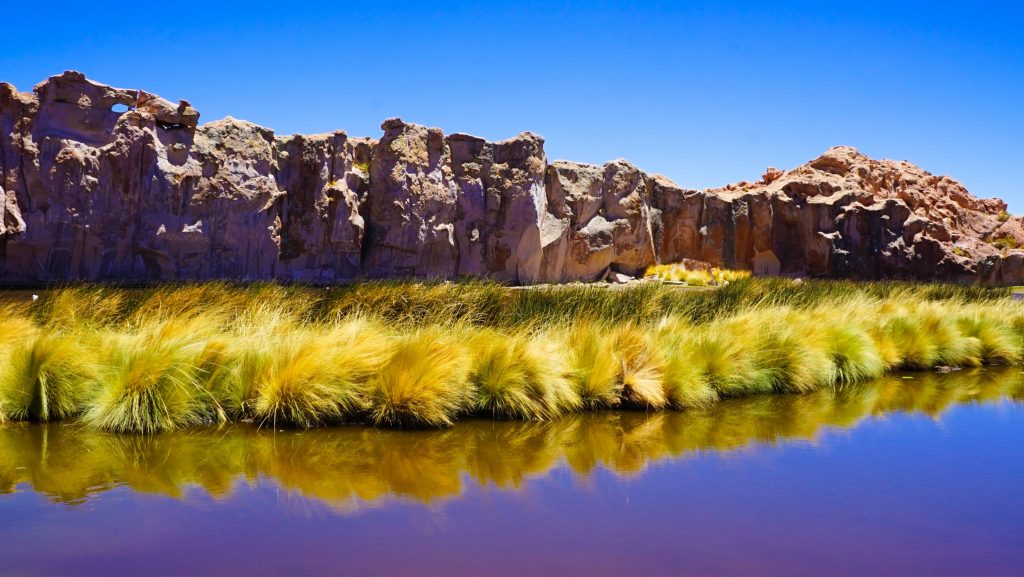 Bolivia Salt Flat Tour to Salar de uyuni. Llama