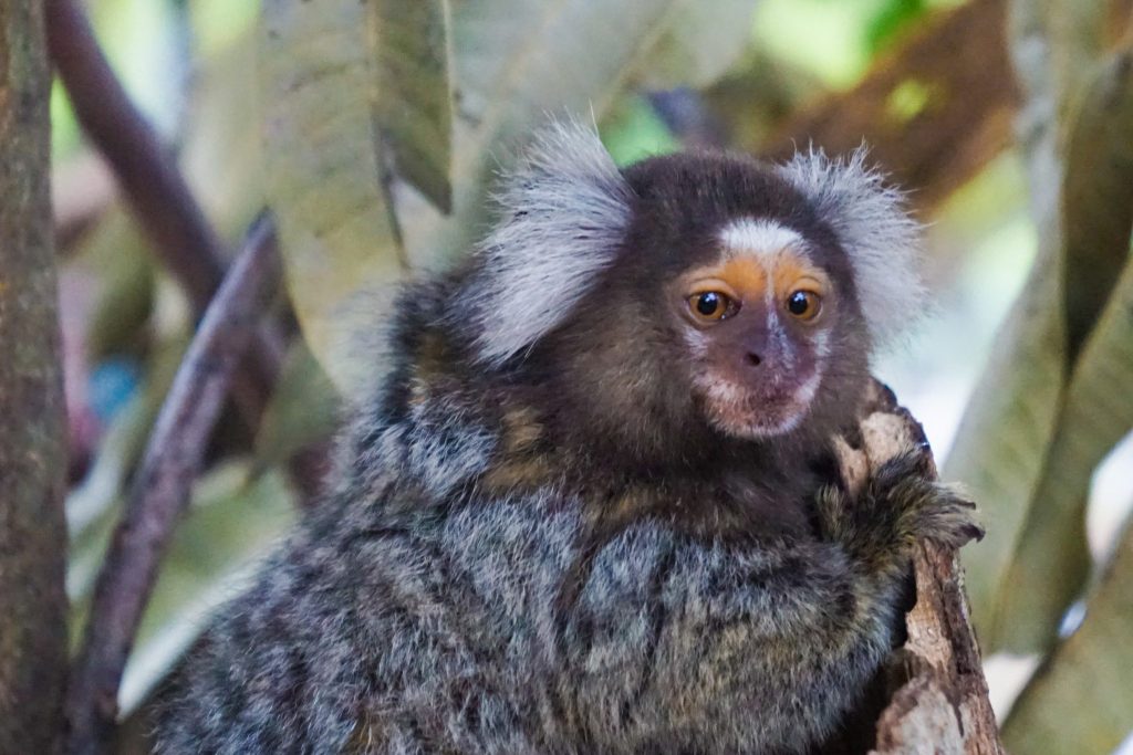 The Ultimate Guide To Wildlife Volunteering In Costa Rica! What To