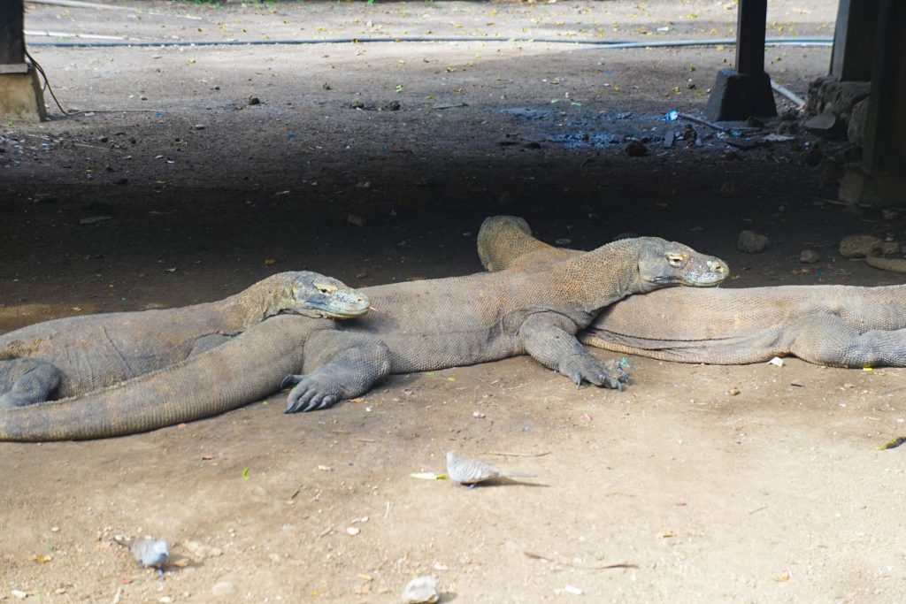30 Reasons That Will Make You Desperate To Travel to Indonesia! - Komodo Dragons