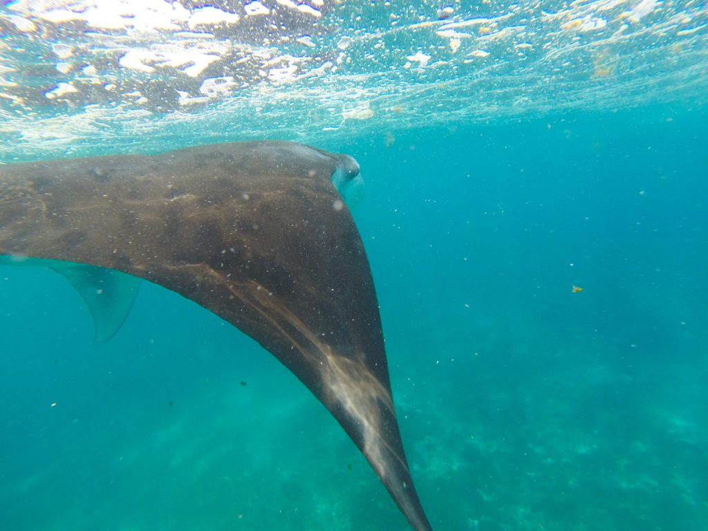 30 Reasons That Will Make You Desperate To Travel to Indonesia! Manta Rays Komodo Islands