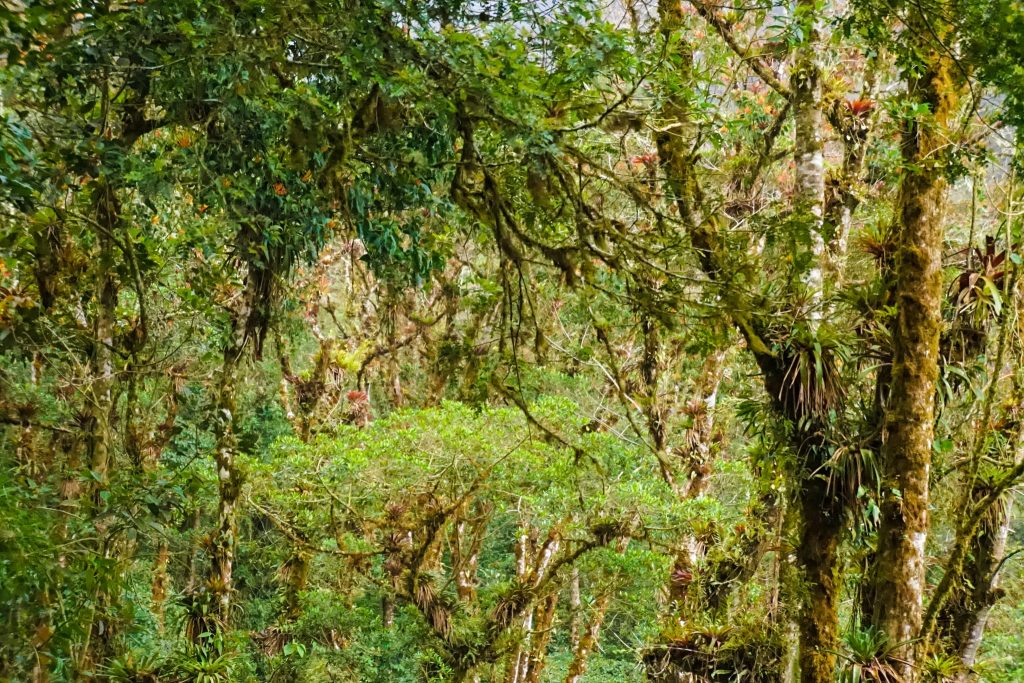 Los Quetzales EcoLodge and Spa Panama Review Cerro Punta La Amistad National Park
