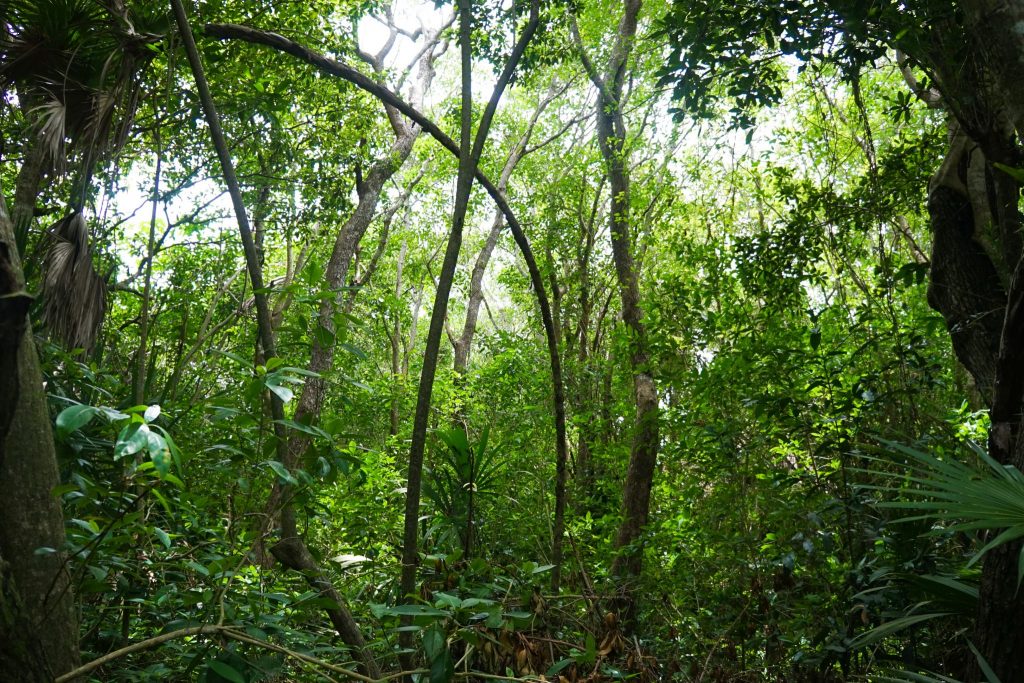 Tulum: el destino Eco-chic de moda en México - Sian ka'an Adventure