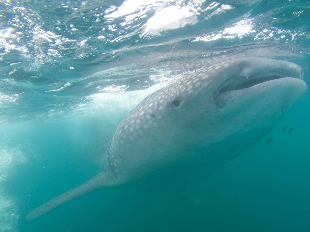 Swimming With Whale Sharks From Tulum Mexico