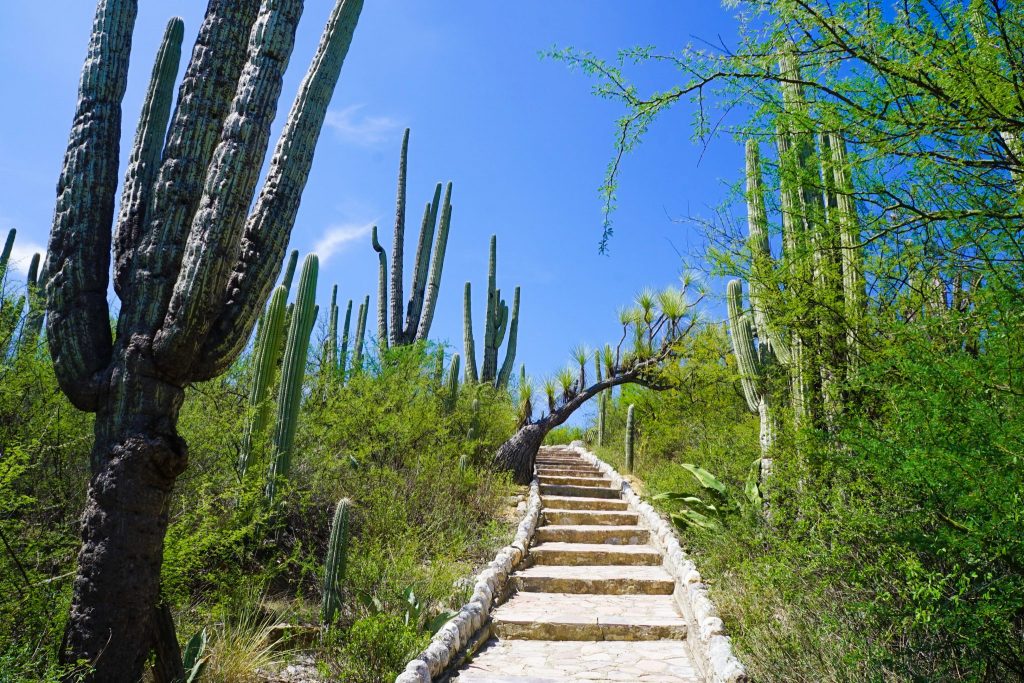 tehuacán-cuicatlán biosphere reserve | cactus in mexico