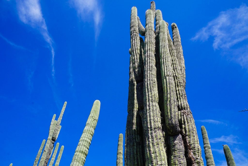 tehuacán-cuicatlán biosphere reserve | cactus in mexico