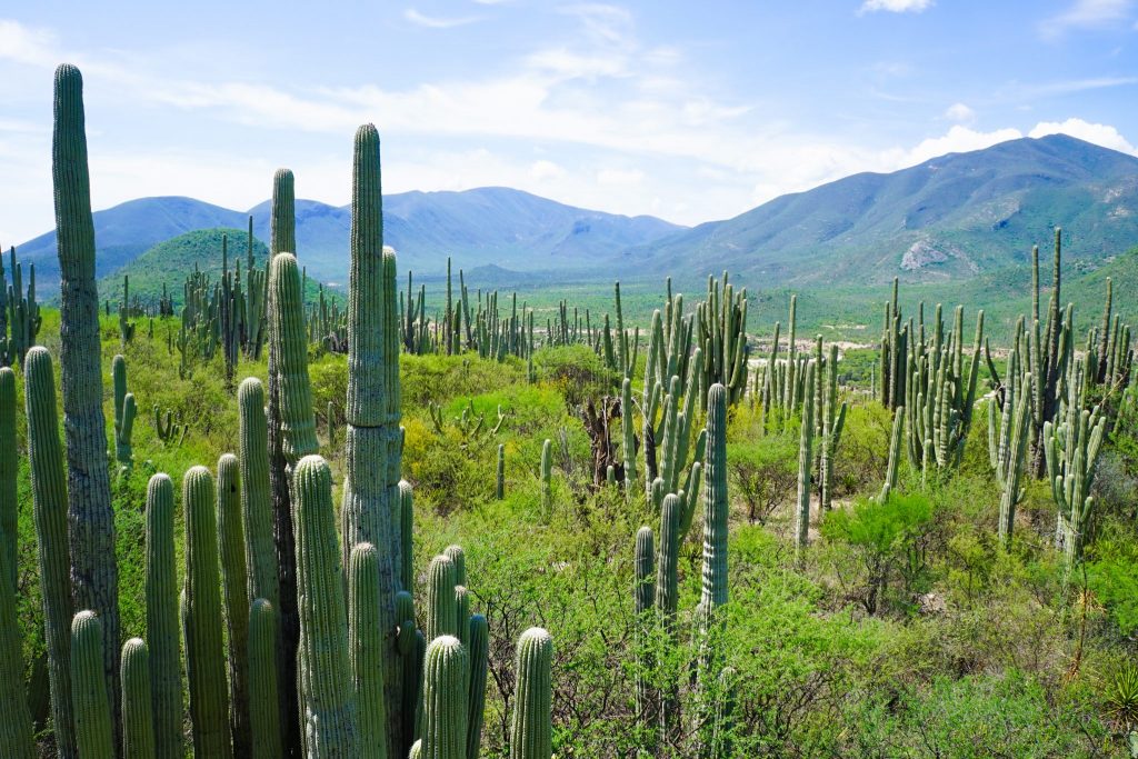 Tehuacán-Cuicatlán Biosphere Reserve Cactus Forest