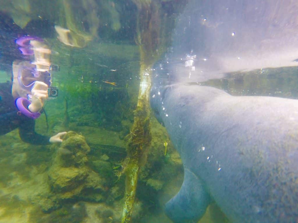 best time to swim with manatees in florida