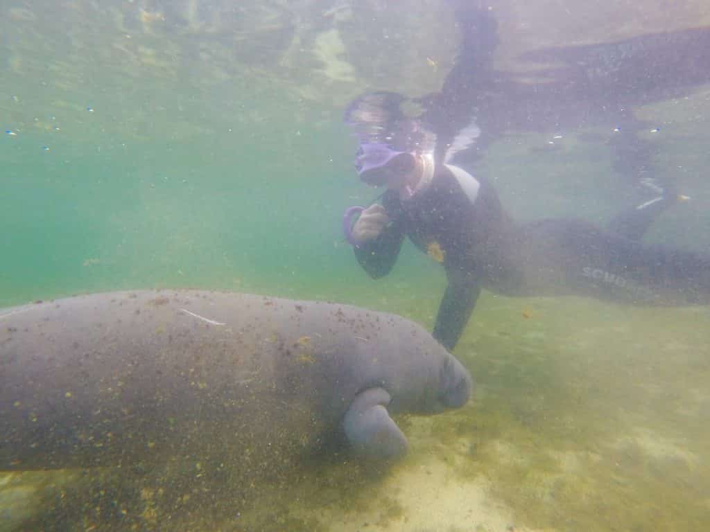 where to swim with manatees in florida