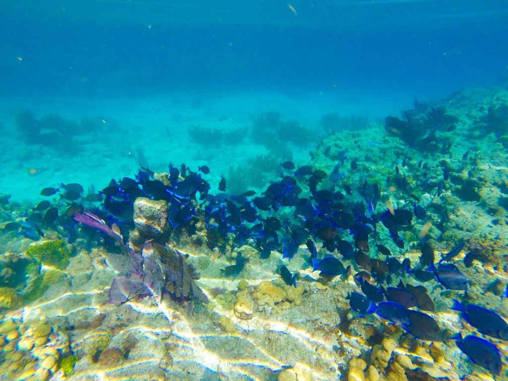 key west coral reef snorkeling