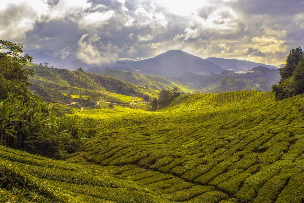 Cameron Highlands Day Tour Things To Do in Kuala lumpur
