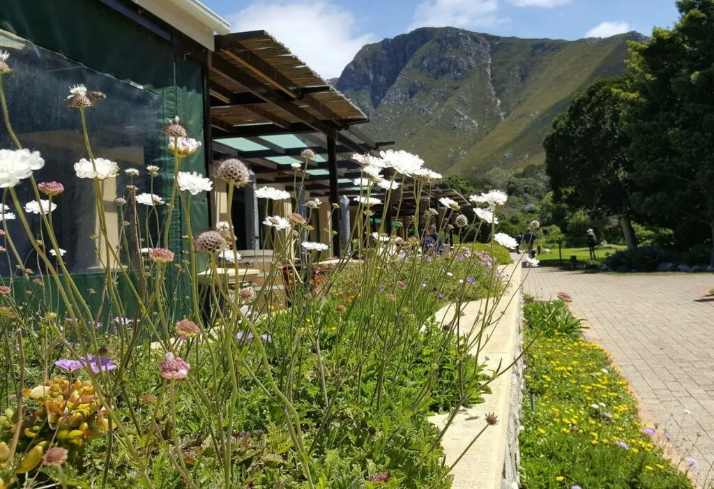 12. Delight In The Natural Wonders Of The Cape Floral Kingdom At The Harold Porter Botanical Gardens - day trips from cape town