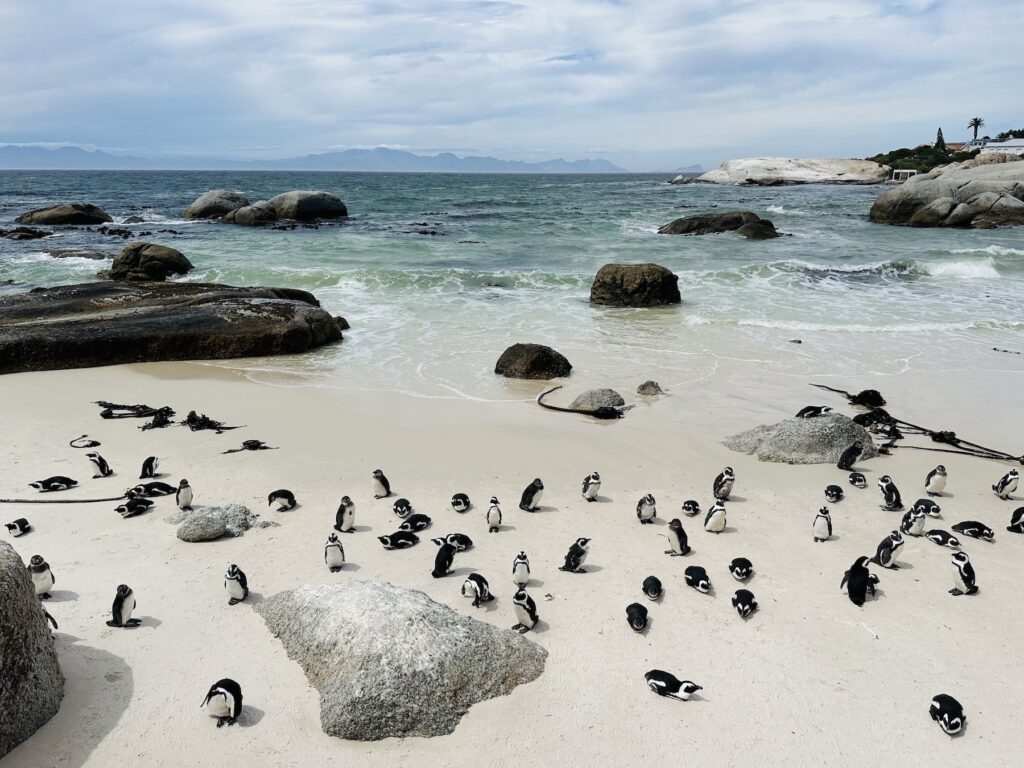 15. Get Up Close With Penguins At Boulders Beach - top things to see in cape town
