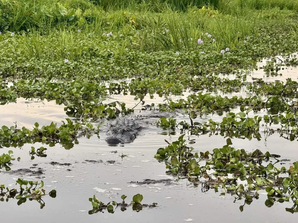 20 Incredible Things To Do in New Orleans: The Complete Guide  9 20 Incredible Things To Do in New Orleans: The Complete Guide