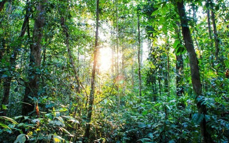 Amazon Jungle Stay - Puerto Maldonado, Perú