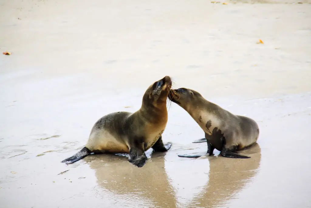 That One Time When ... I Bonded With A Galápagos sea lion