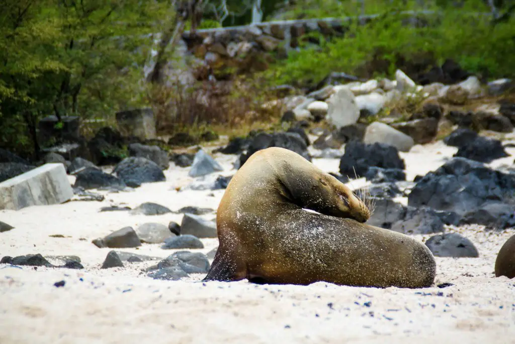 That One Time When ... I Bonded With A Galápagos sea lion