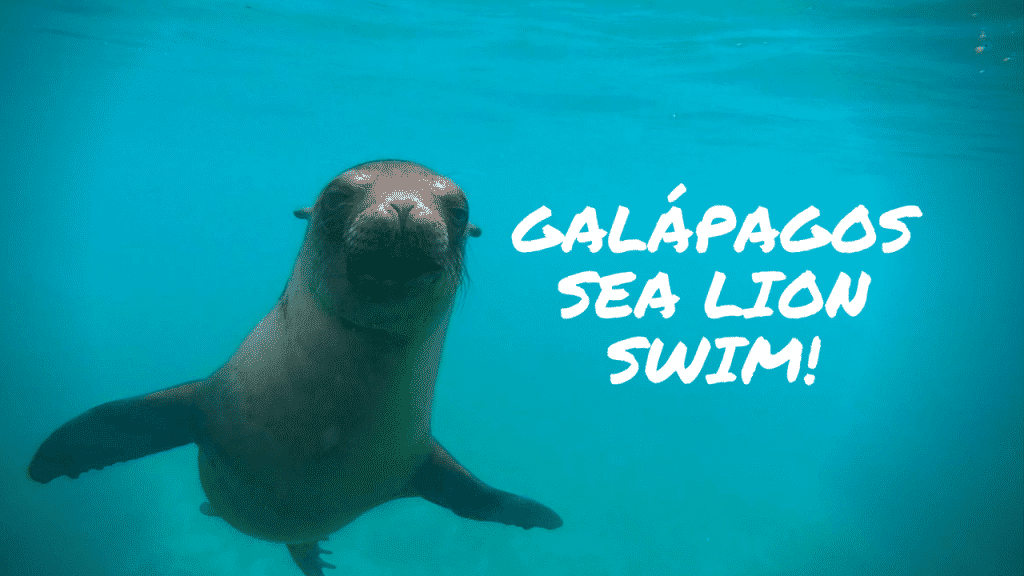 That One Time When … I Bonded With A Galápagos sea lion