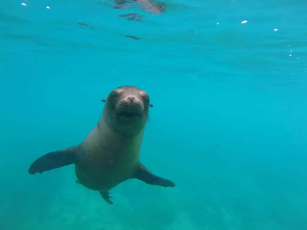 Galápagos sea lion #thatonetimewhen