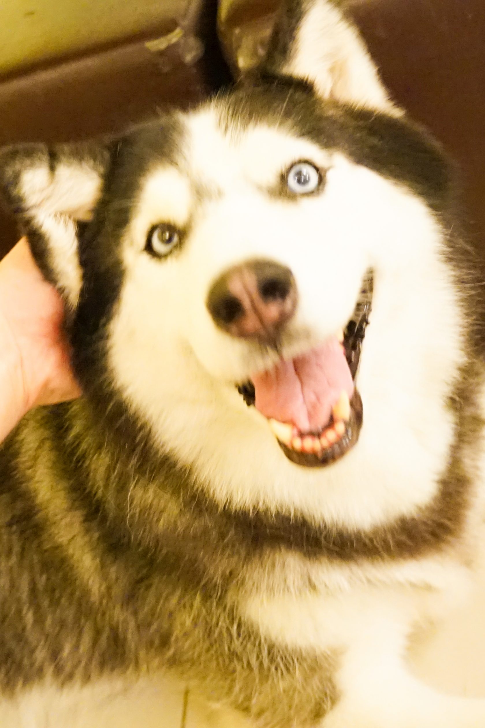 Hong Kong Dog Cafe A Unique Experience At On Dog Dog Cafe!