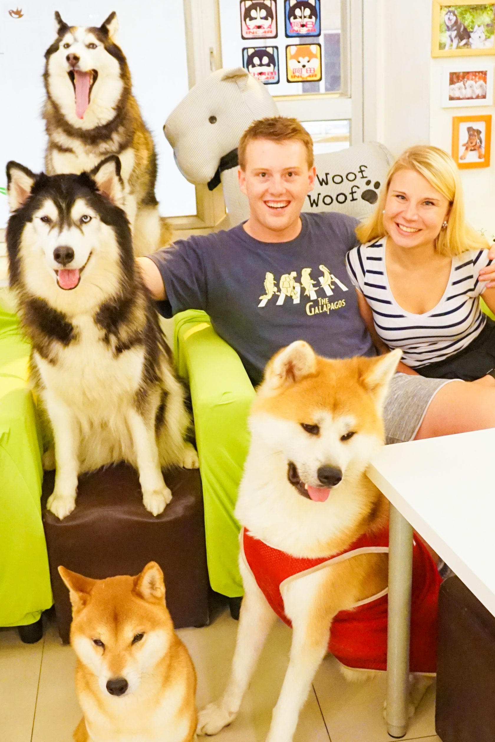 Hong Kong Dog Cafe A Unique Experience At On Dog Dog Cafe!