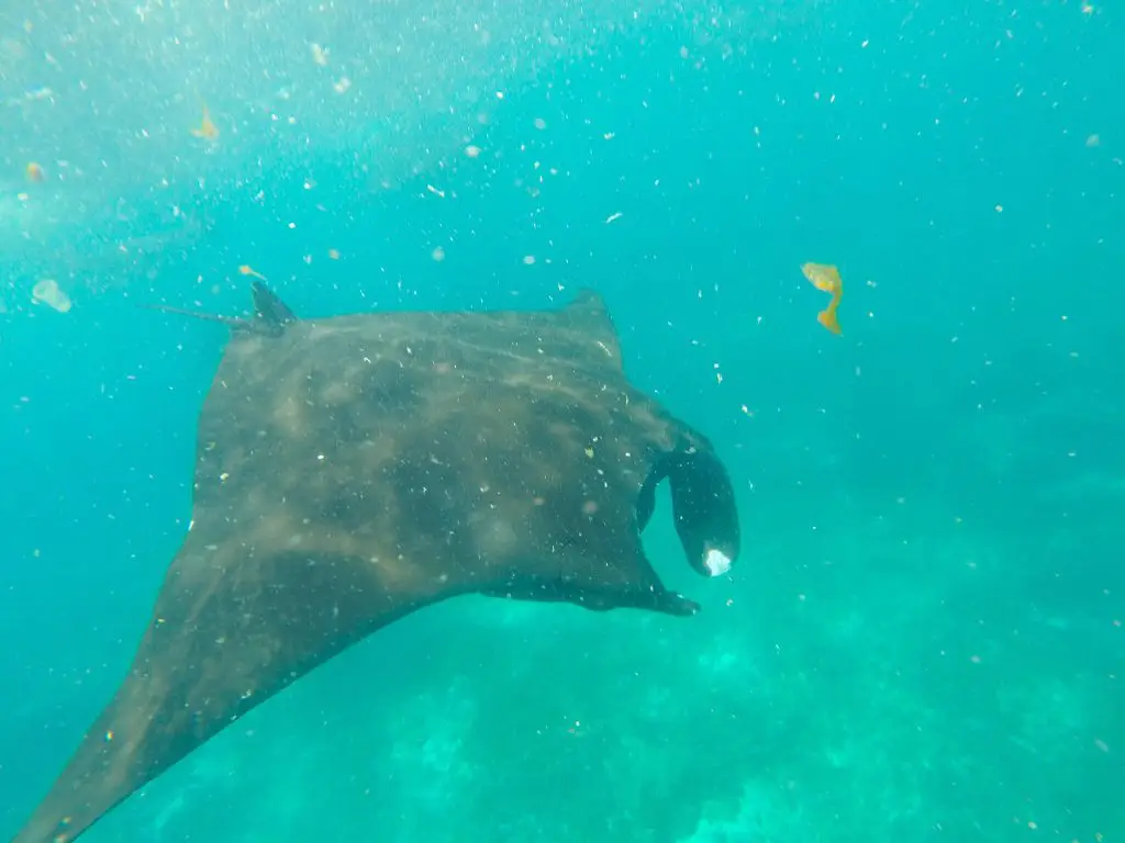 Swimming With Manta Rays At Manta Point Komodo - Komodo Liveaboards and Labuan bajo hotel options