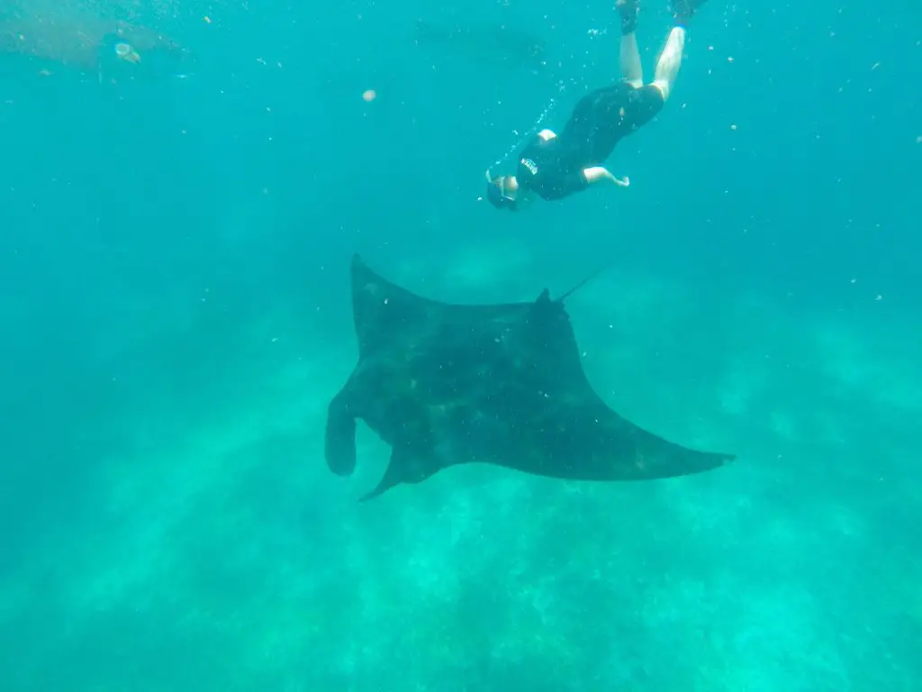 where to dive with manta rays - Komodo Islands Manta Ray Dive