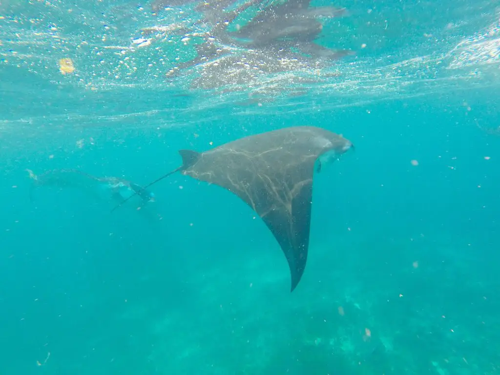 where to dive with manta rays - Komodo Islands Manta Ray Dive