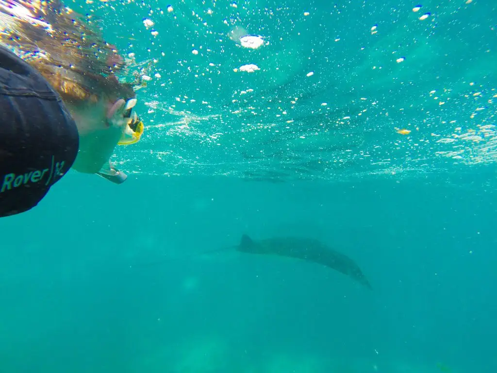Swimming With Manta Rays At Manta Point Komodo Island in Indonesia!