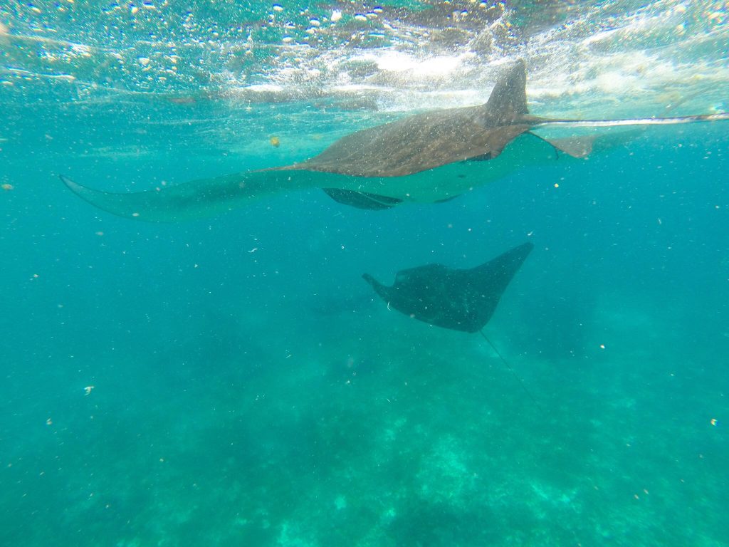 Swimming With Manta Rays At Manta Point Komodo - Komodo Liveaboards and Labuan bajo hotel options