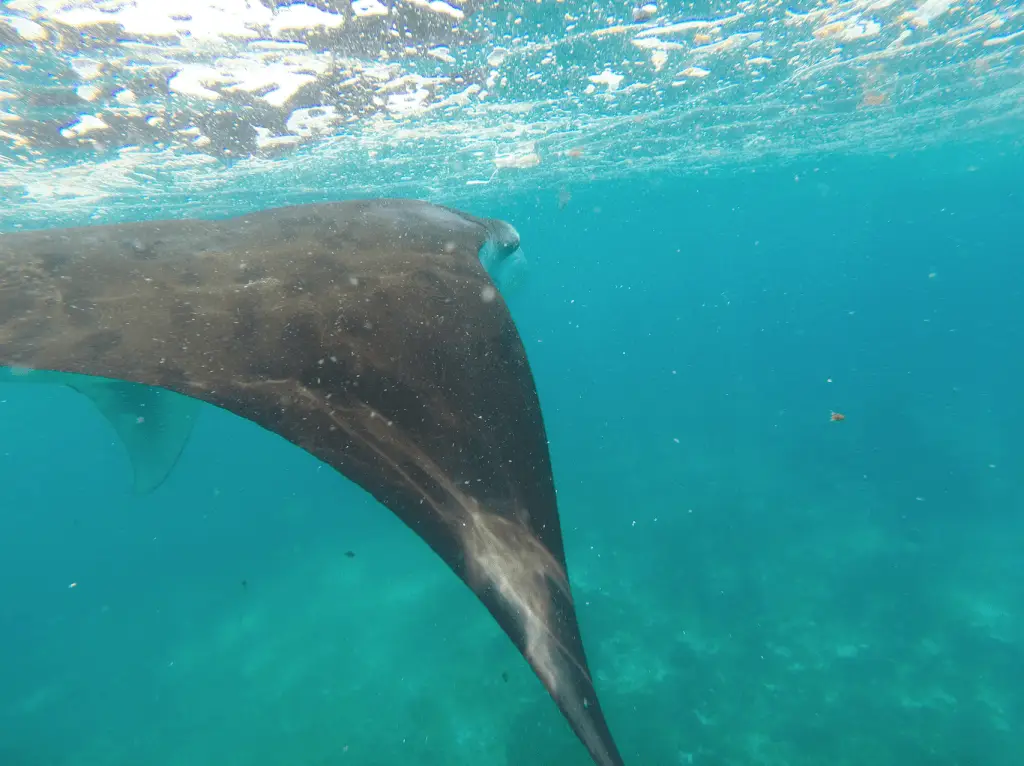 where to dive with manta rays - Komodo Islands Manta Ray Dive