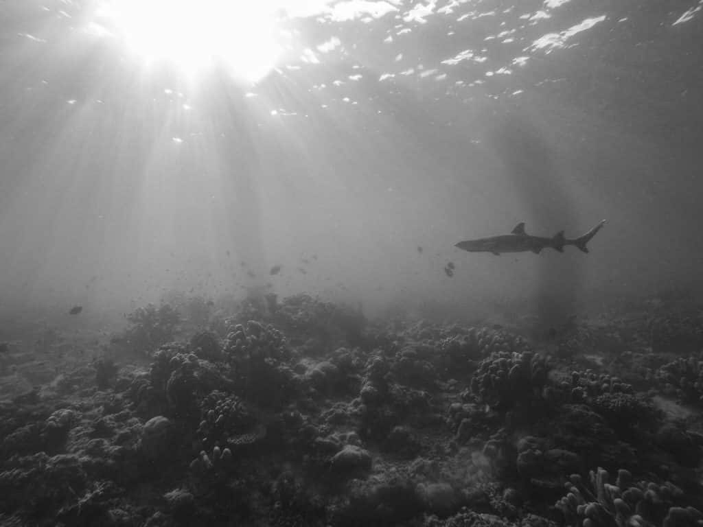 Insiders Guide to Diving Sipidan Island in Malaysian Borneo - diving places in malaysia and sipadan diving season