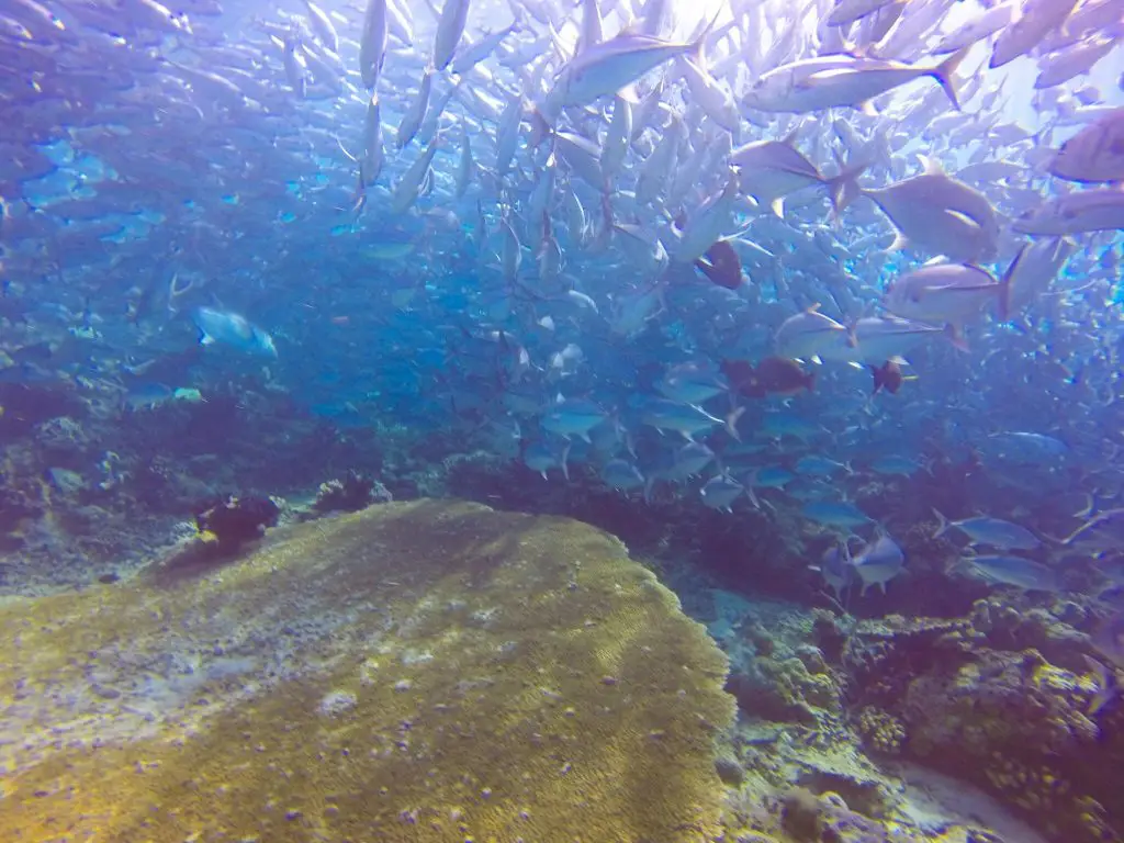 Insiders Guide to Diving Sipidan Island in Malaysian Borneo - diving places in malaysia and sipadan diving season