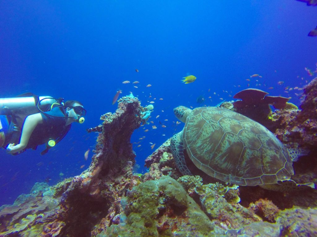 Scuba Diving In Sipidan Island Malaysia
