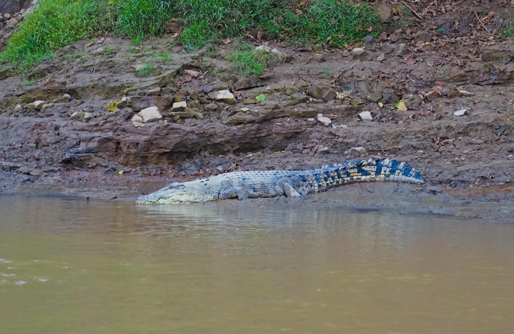  uncle tan's jungle camp - The best borneo wildlife tour offering borneo on a budget