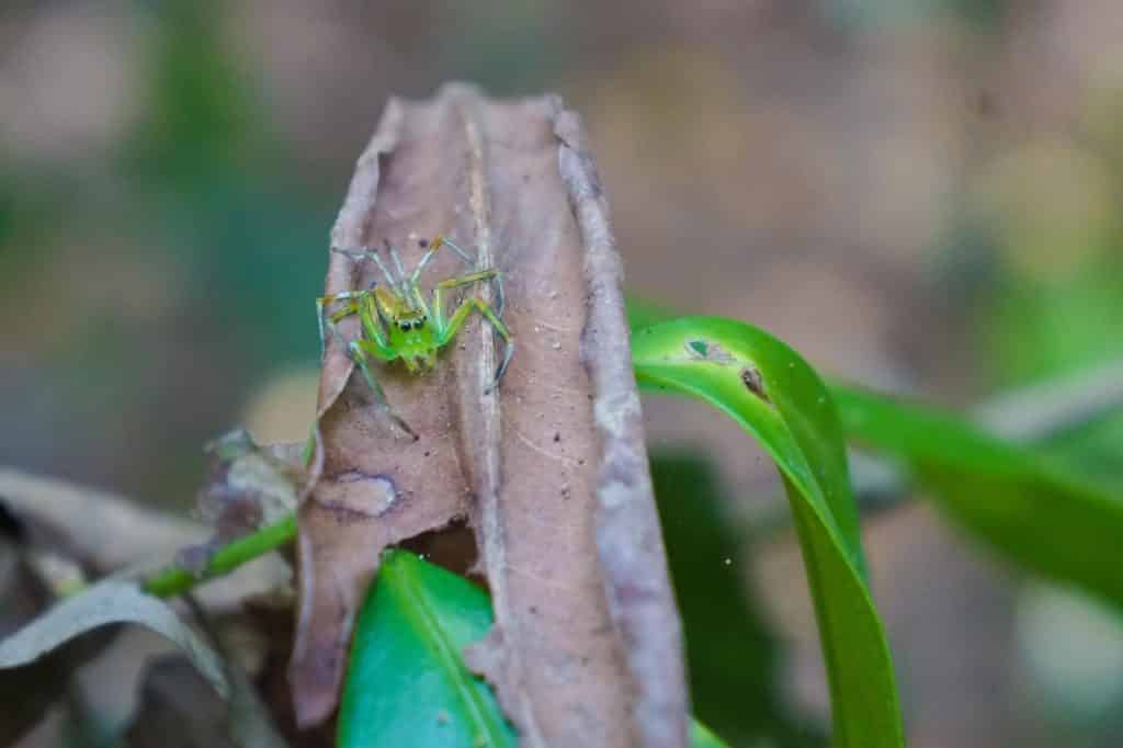  uncle tan's jungle camp - The best borneo wildlife tour offering borneo on a budget