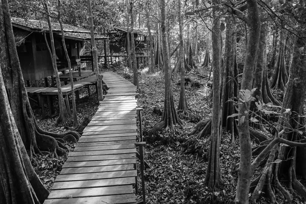  uncle tan's jungle camp - The best borneo wildlife tour offering borneo on a budget