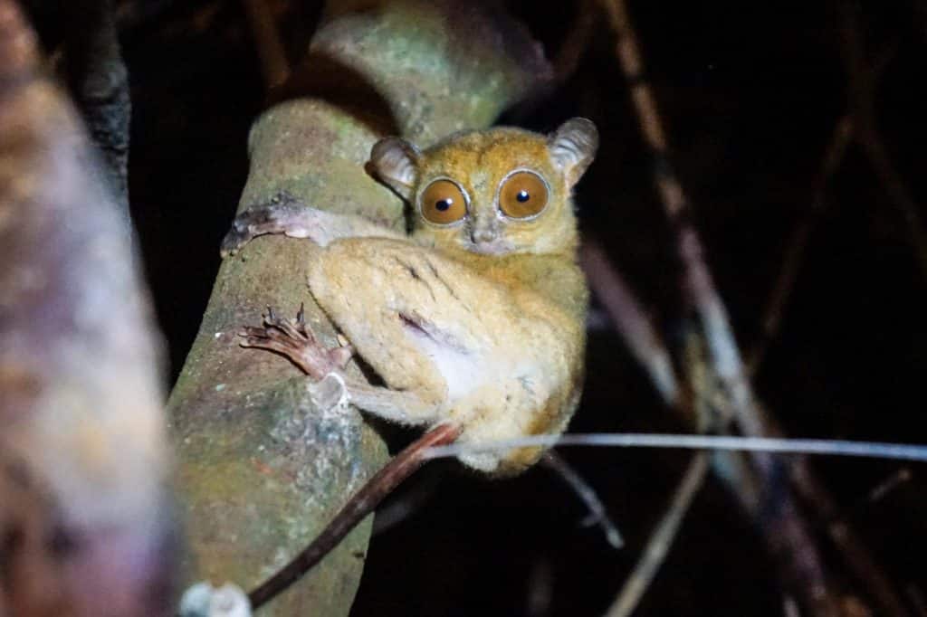  uncle tan's jungle camp - The best borneo wildlife tour offering borneo on a budget