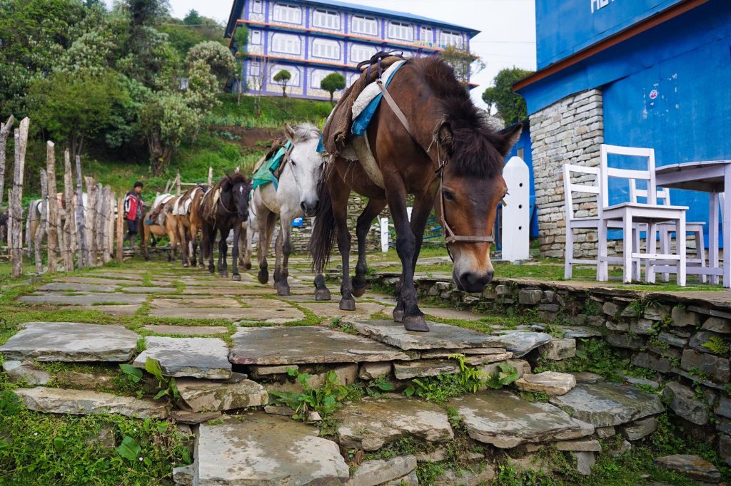  tea house trekking in nepal | pokhara nepal hotels - kathmandu to pokhara 