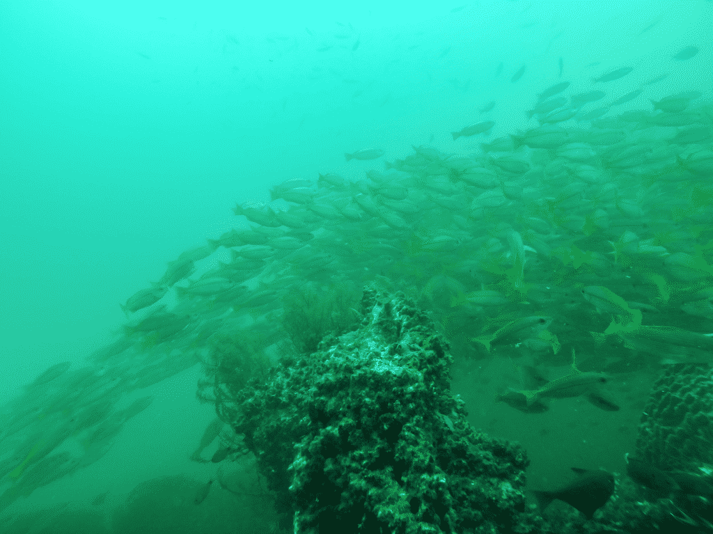 Wreck Diving Brunei – Diving the Sultanate’s Dark Waters