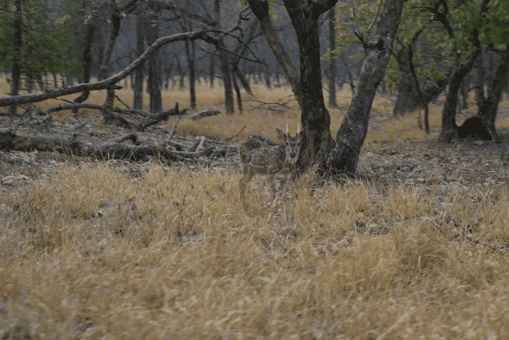 Ranthambore national park safari