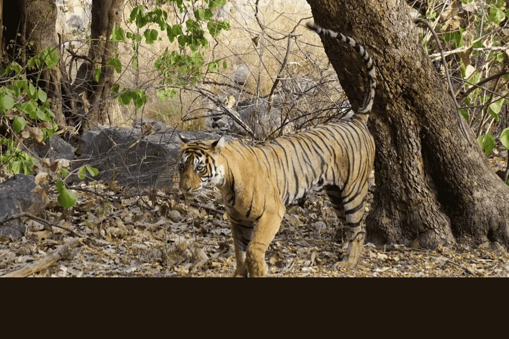 Ranthambore National Park Tigers