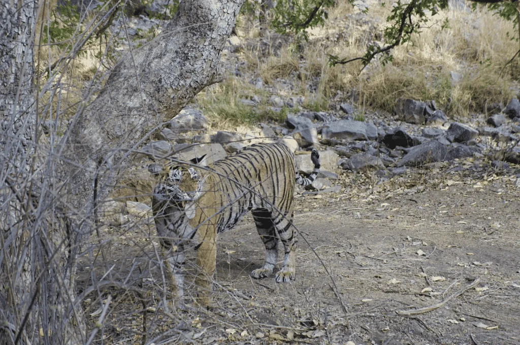 Ranthambore National Park Tigers