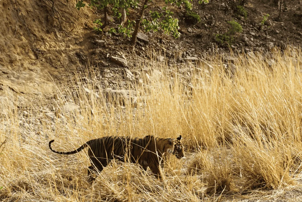 Ranthambore National Park Tigers