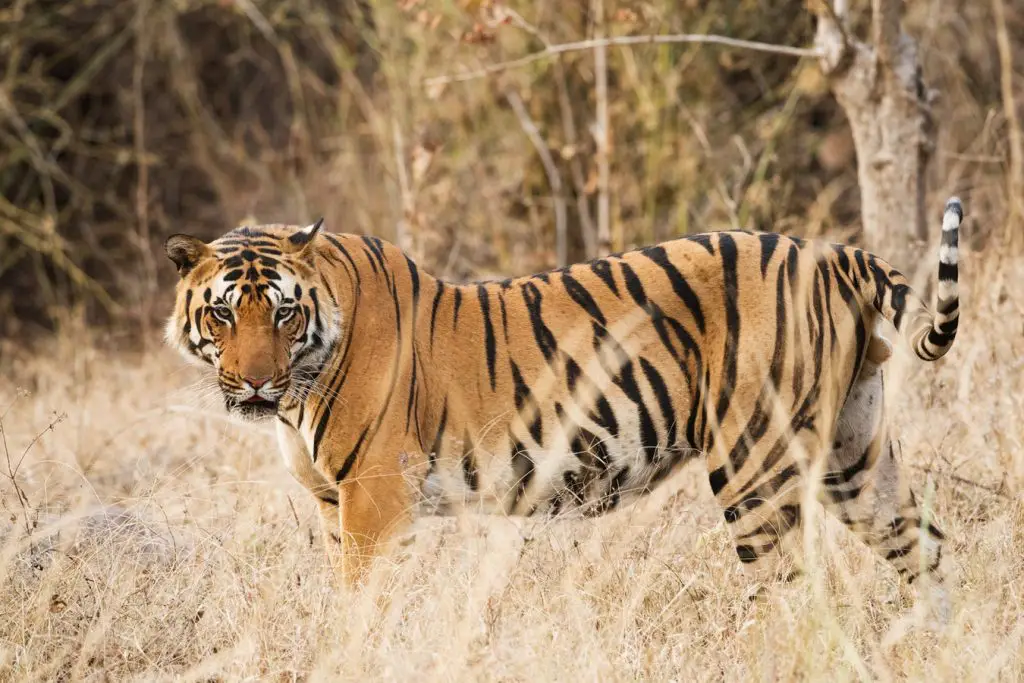 tiger safari ranthambore | tiger safari resort ranthambore | ranthambore national park tiger safari | ranthambore tiger reserve | ranthambore best zone for tiger sighting