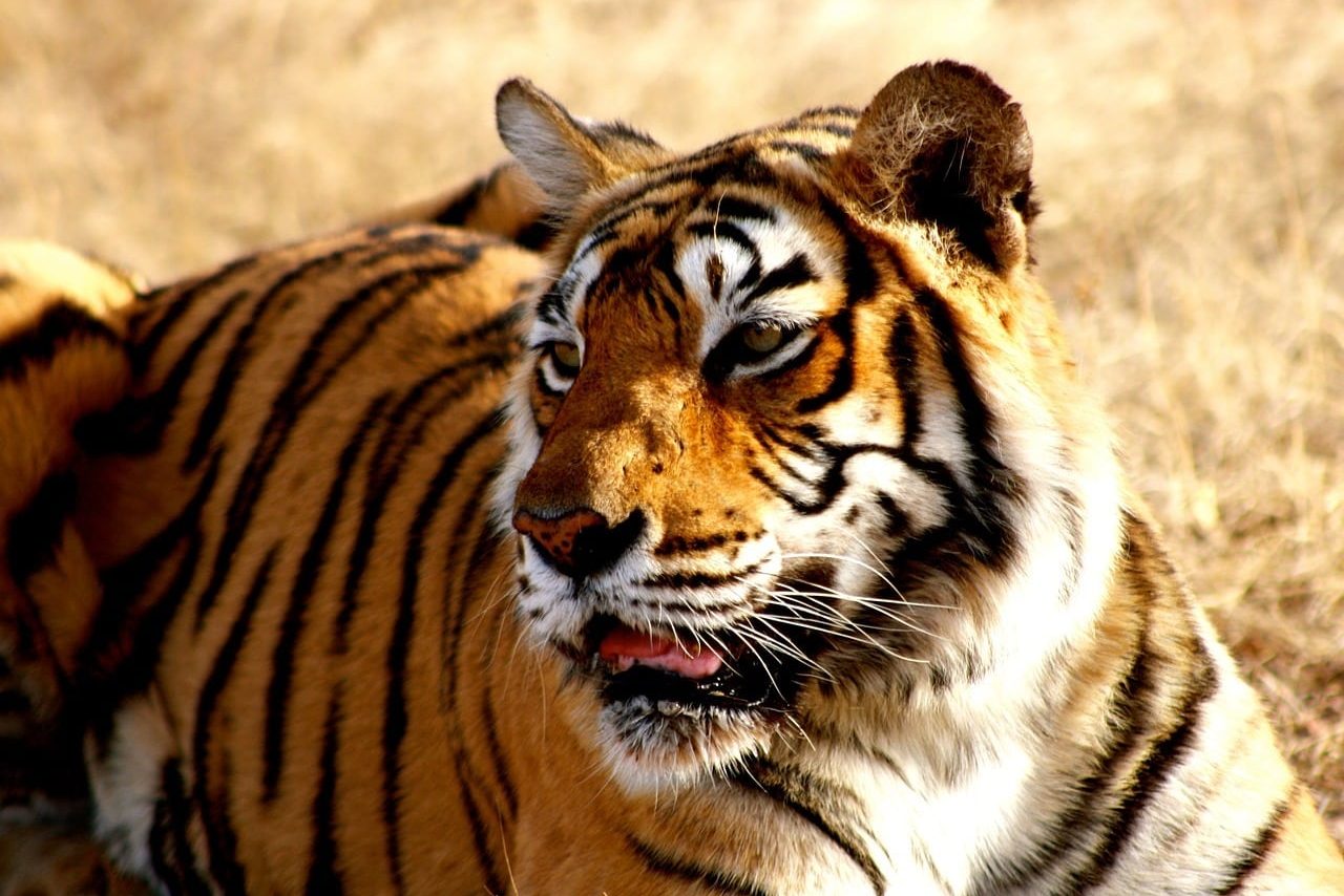 animals in ranthambore national park